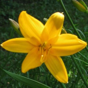 Apricot Daylily