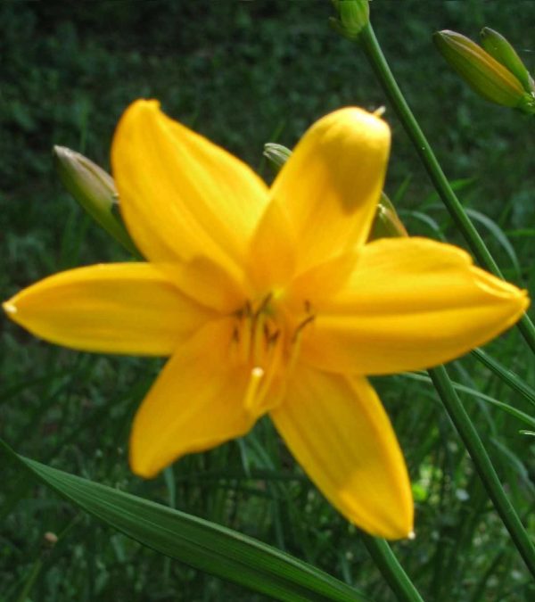 Apricot Daylily