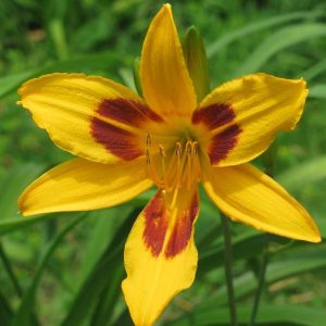 Buckey Daylily