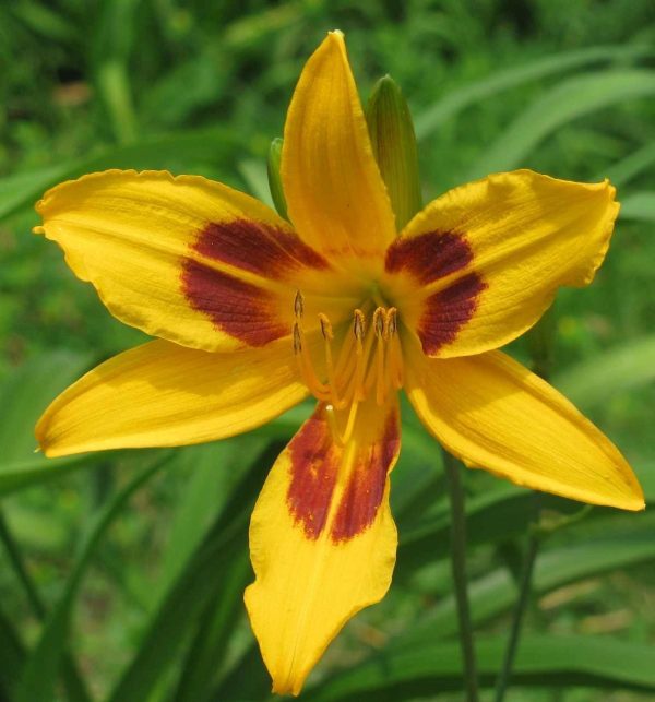 Buckey Daylily