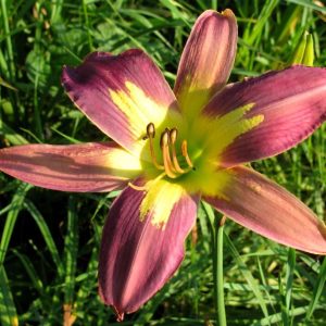 Star of India Daylily