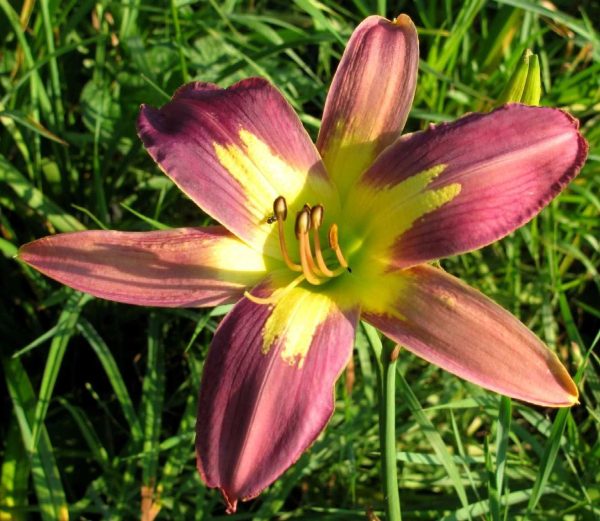 Star of India Daylily