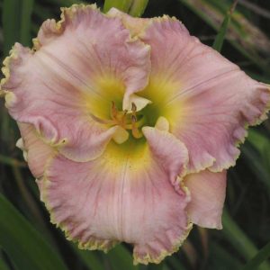 Doyle Pierce Daylily