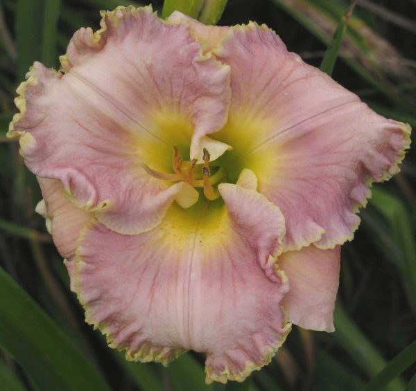 Doyle Pierce Daylily