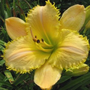 Lemon Fringe Pastel Daylily