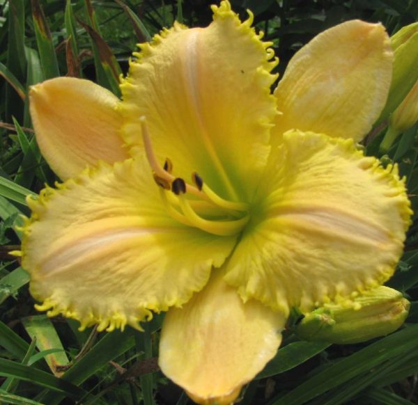 Lemon Fringe Pastel Daylily