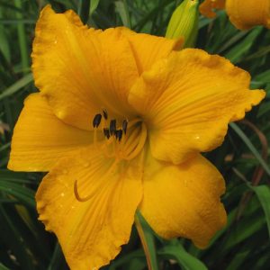 Mary's Gold