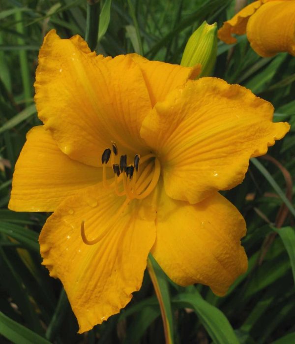 Mary's Gold