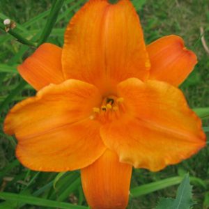 Mauna Loa Daylily