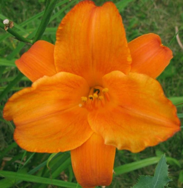 Mauna Loa Daylily