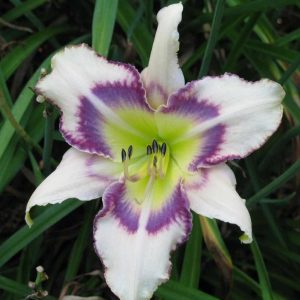 Mokan Butterfly Daylily