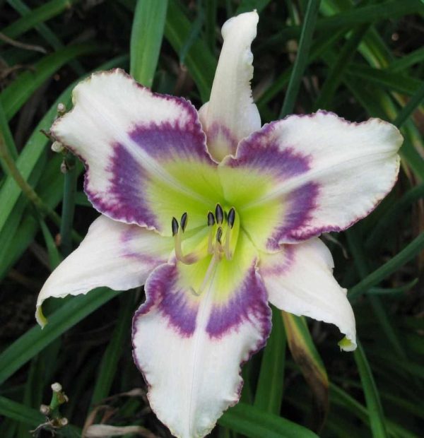 Mokan Butterfly Daylily