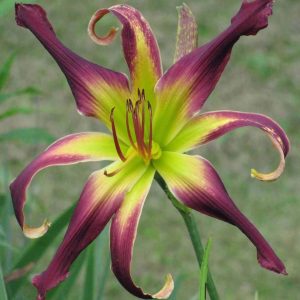 Moving All Over Daylily