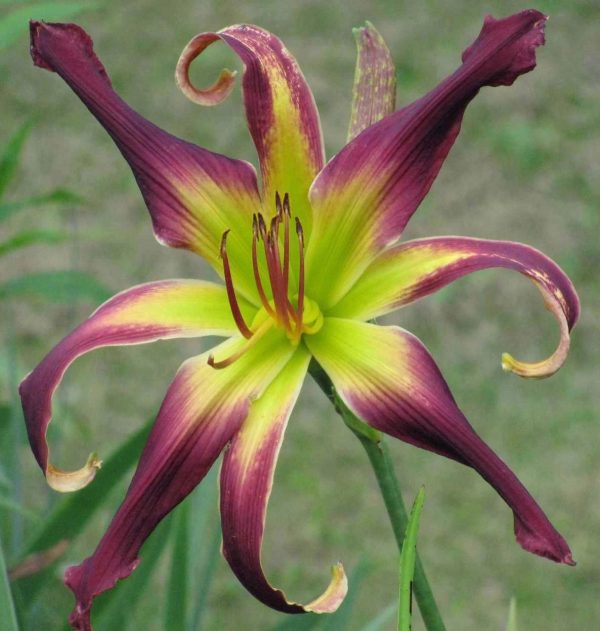 Moving All Over Daylily
