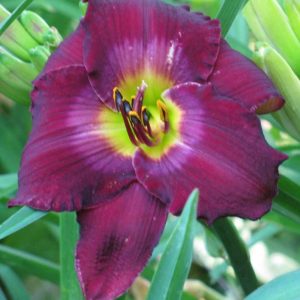 Nordic Night Daylily