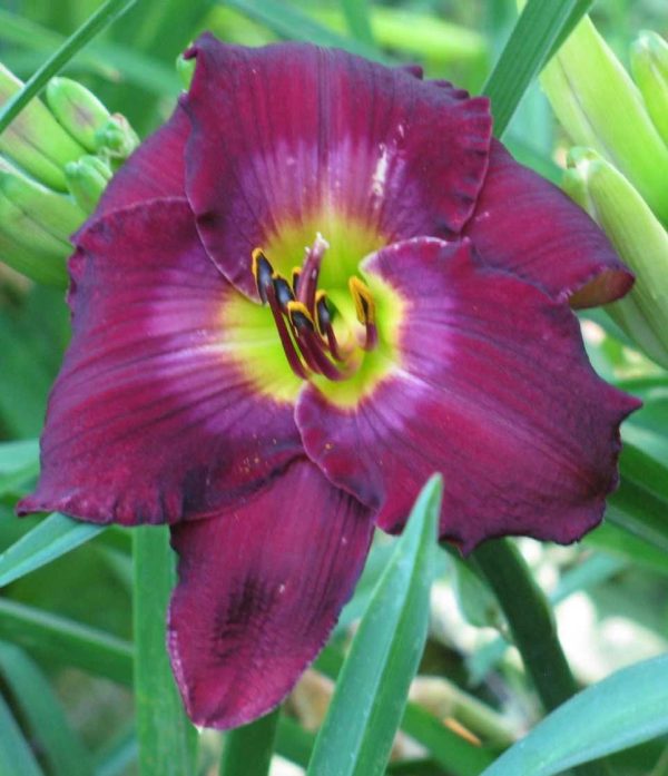 Nordic Night Daylily