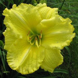 Omomuki Daylily