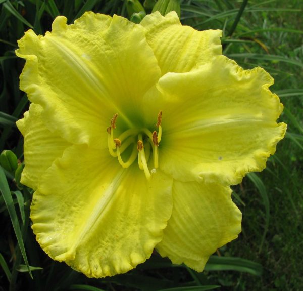 Omomuki Daylily