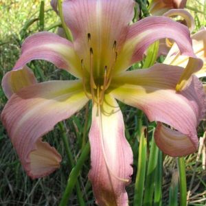 Orchid Corsage Daylily