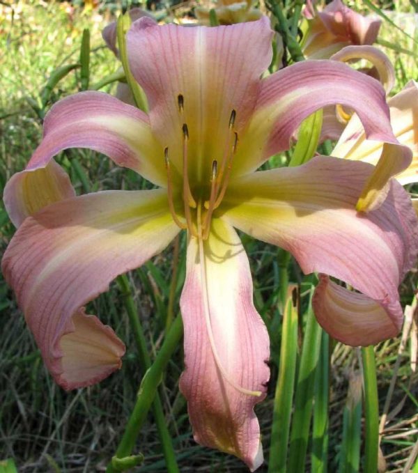 Orchid Corsage Daylily