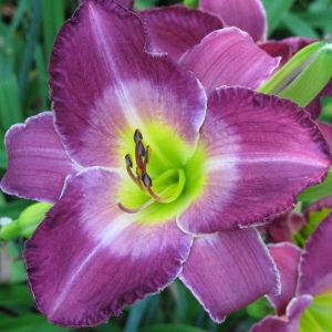 Royal Heiress Daylily