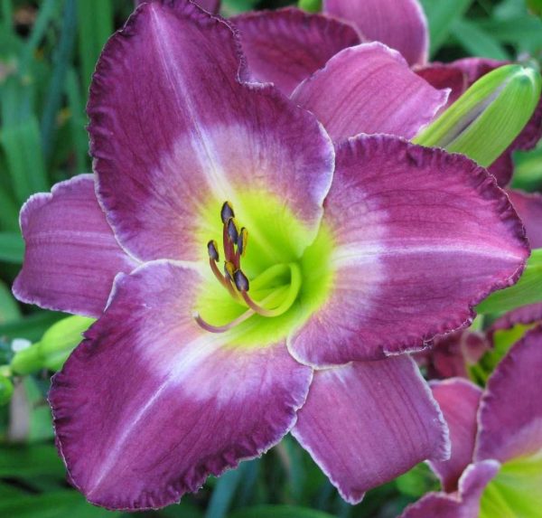 Royal Heiress Daylily