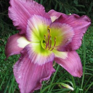 Swallow Tail Kite Daylily
