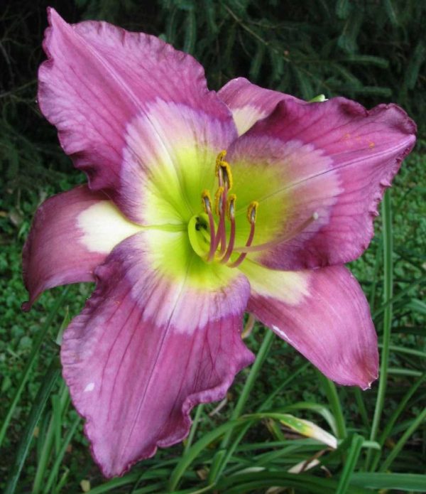 Swallow Tail Kite Daylily