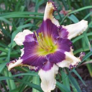 Sabine Bauer Daylily