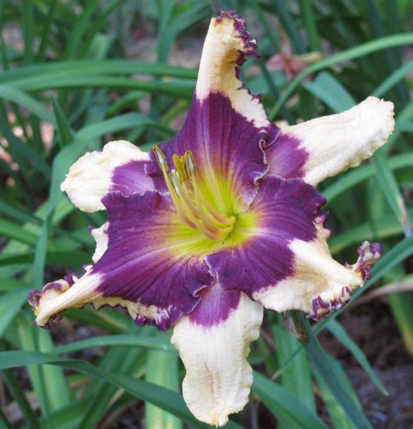 Sabine Bauer Daylily