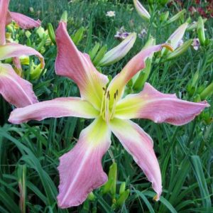 Webster's Pink Wonder Daylily