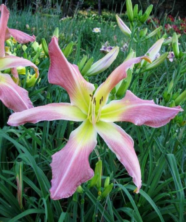 Webster's Pink Wonder Daylily