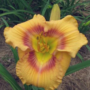 Web of Intrigue Daylily