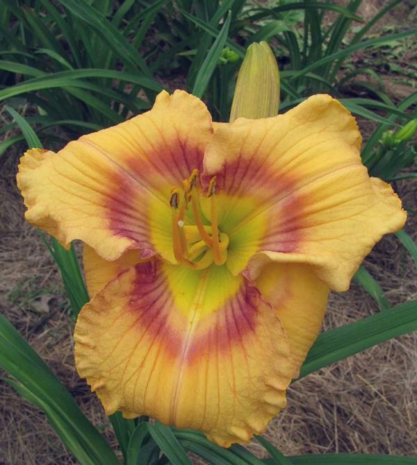 Web of Intrigue Daylily