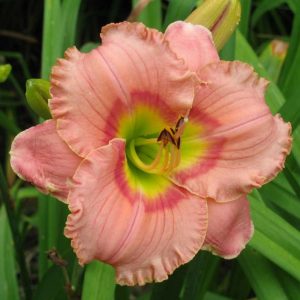 Elegant Candy Daylily