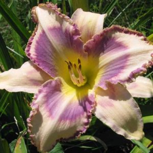 Destined to See Daylily