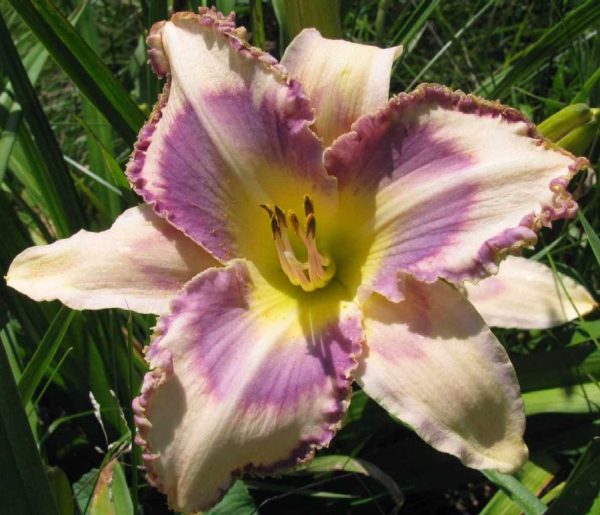 Destined to See Daylily