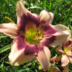 Delight Maker Daylily