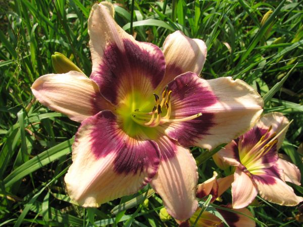 Delight Maker Daylily