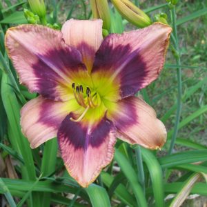 Emperors Dragon Daylily
