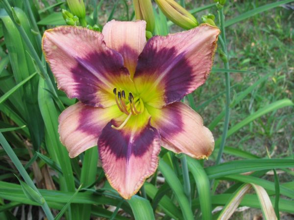 Emperors Dragon Daylily