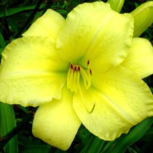 Frozen Jade Daylily