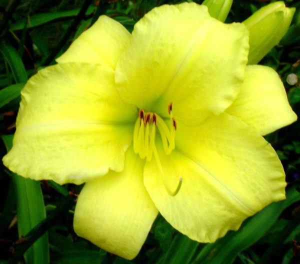 Frozen Jade Daylily