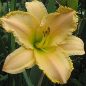Garden Symphony Daylily