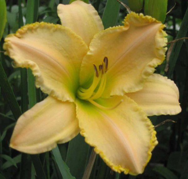 Garden Symphony Daylily