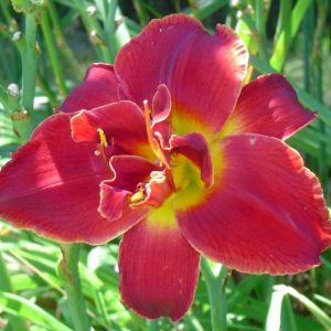 Highland Lord Daylily