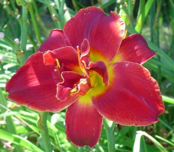 Highland Lord Daylily