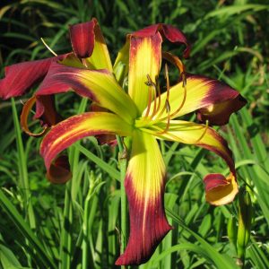 Burgendy Twister Daylily