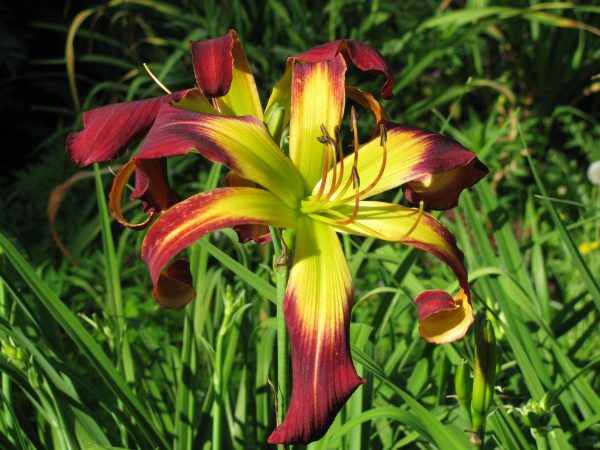 Burgendy Twister Daylily
