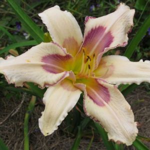 Julie Newmar Daylily